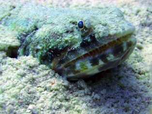 Lézard enterré